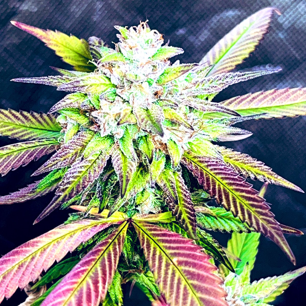 Glulato (GG4 x Gelato 41)#4 by <a href="/JamesLoudGen/">James Loud Genetics</a> end of wk 6. #BigBearCanna #BigBearsDen #CannabisCommunity #growyourown #growerslove