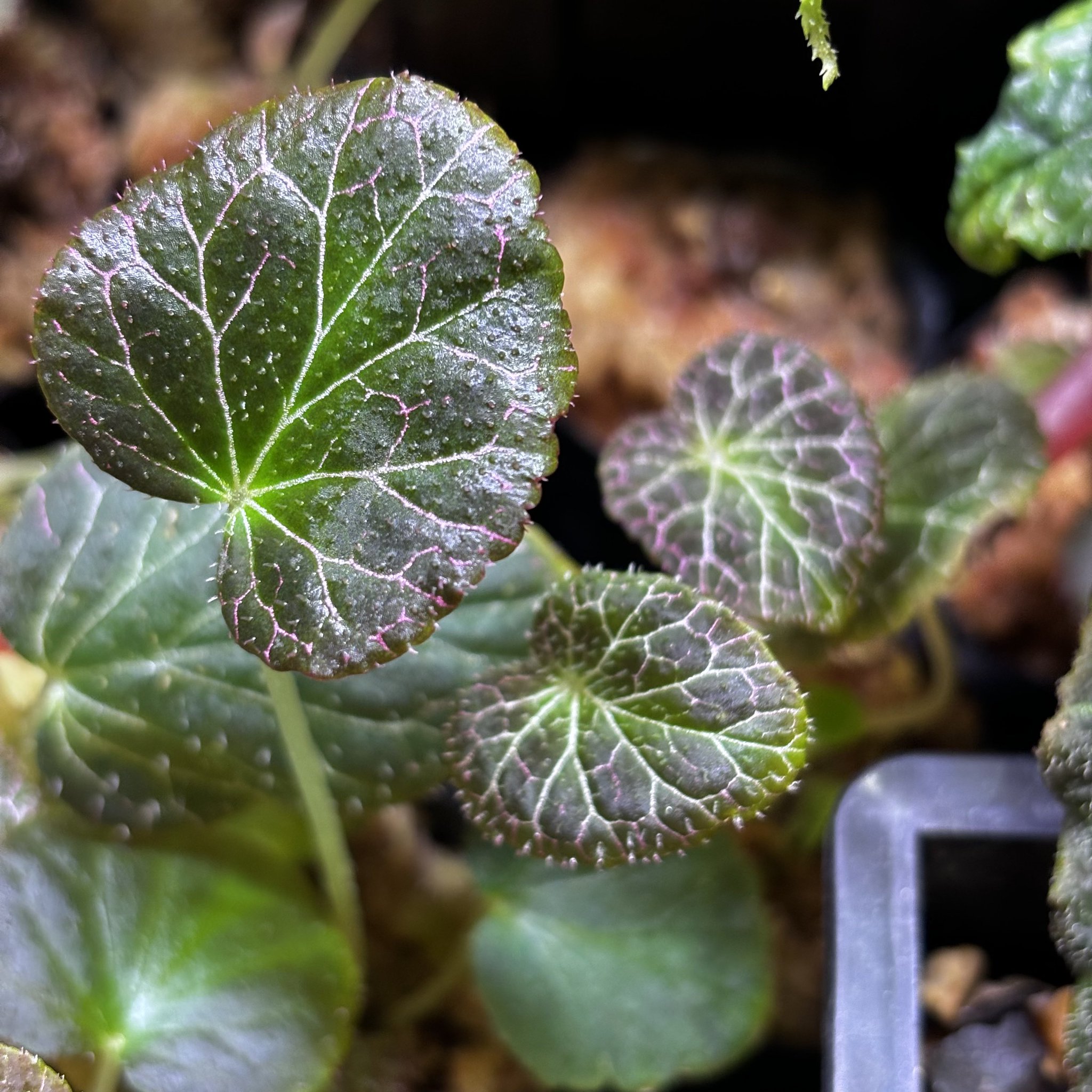 原種　ワイルド　極美　ベゴニア　フルグラータ　Begonia パルダリウム 原種 ワイルド 極美 ベゴニア フルグラータ Begonia