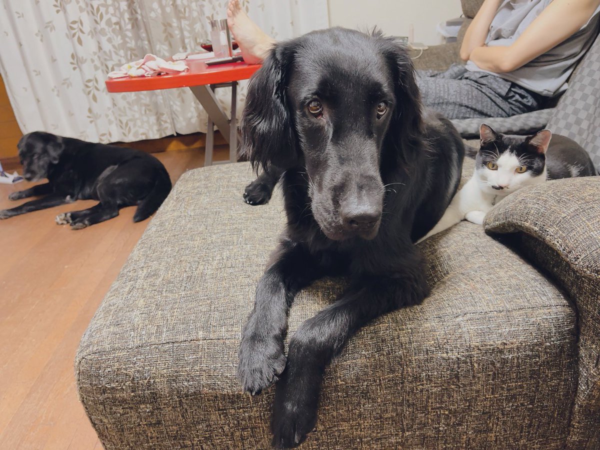 runntannw11's tweet photo. とりあえず
画角にみんな入ったので「呼んでみた」!!♡
#犬猫大集合  
#多頭飼い 
#猫のいる暮らし  #犬のいる暮らし
#ラブラドールレトリバー  
#フラットコーテッドレトリバー 
#保護猫 https://t.co/BFPqLWIqgz