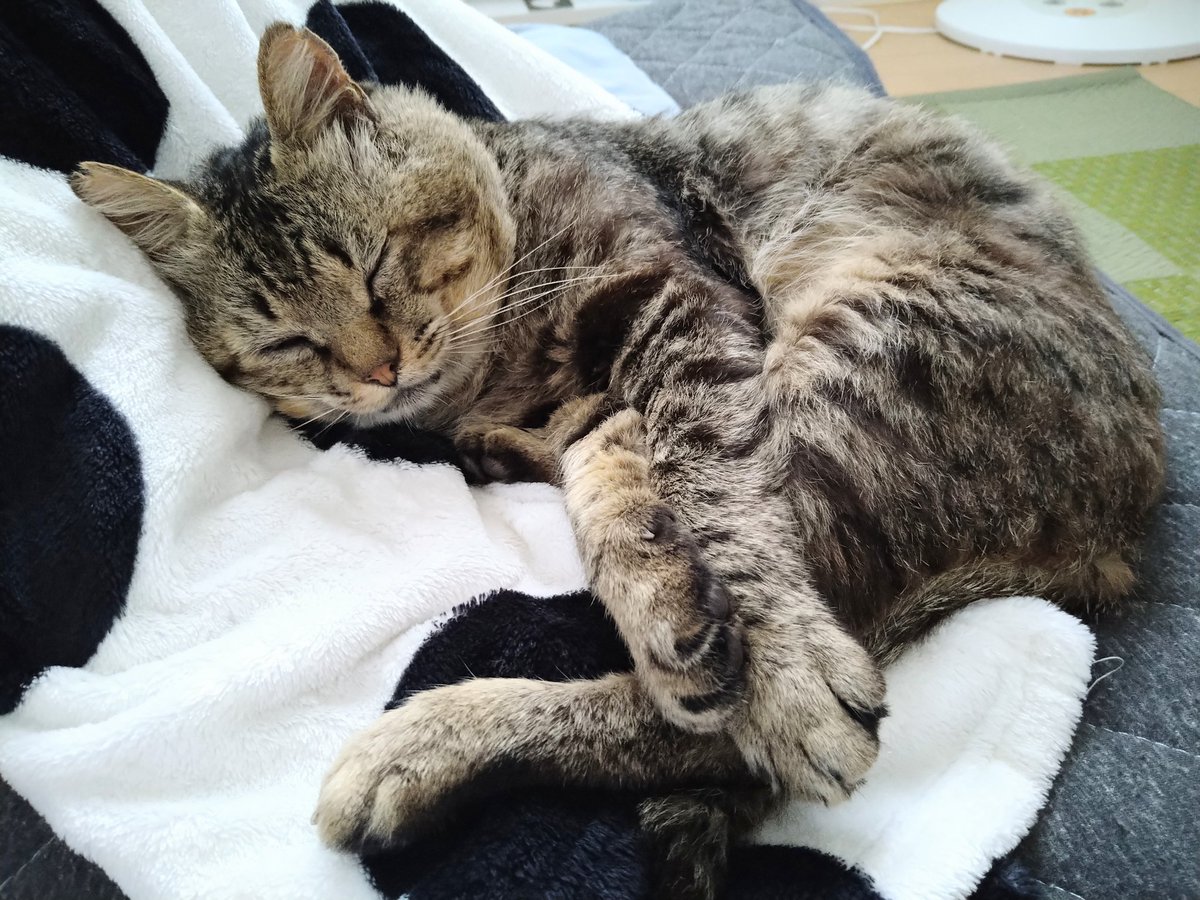 nyankoloveeee's tweet photo. @uJWJpFJGxHBmkUw そうだね😴 https://t.co/1DwDtTXIkg