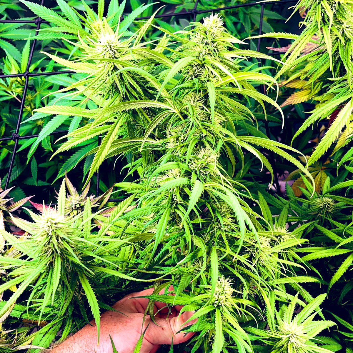 The Colas on my Atomic Northern Haze will be serious! First day of wk5. #BigBearCanna #BigBearsDen #CannabisCommunity #growyourown #growerslove #makeweedgreenagain