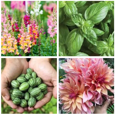 GardenWorksProj's tweet photo. Join us August 8 at @MortonArboretum for a free #workshop on #fall #vegetablegardens. Carrie Khoury of Green Garden Mama will discuss how to extend your gardens’ beauty and bounty, making sharing with your neighbors possible well into fall. RSVP: https://t.co/oG5ovAfzR4 https://t.co/CyfiXX8iqp