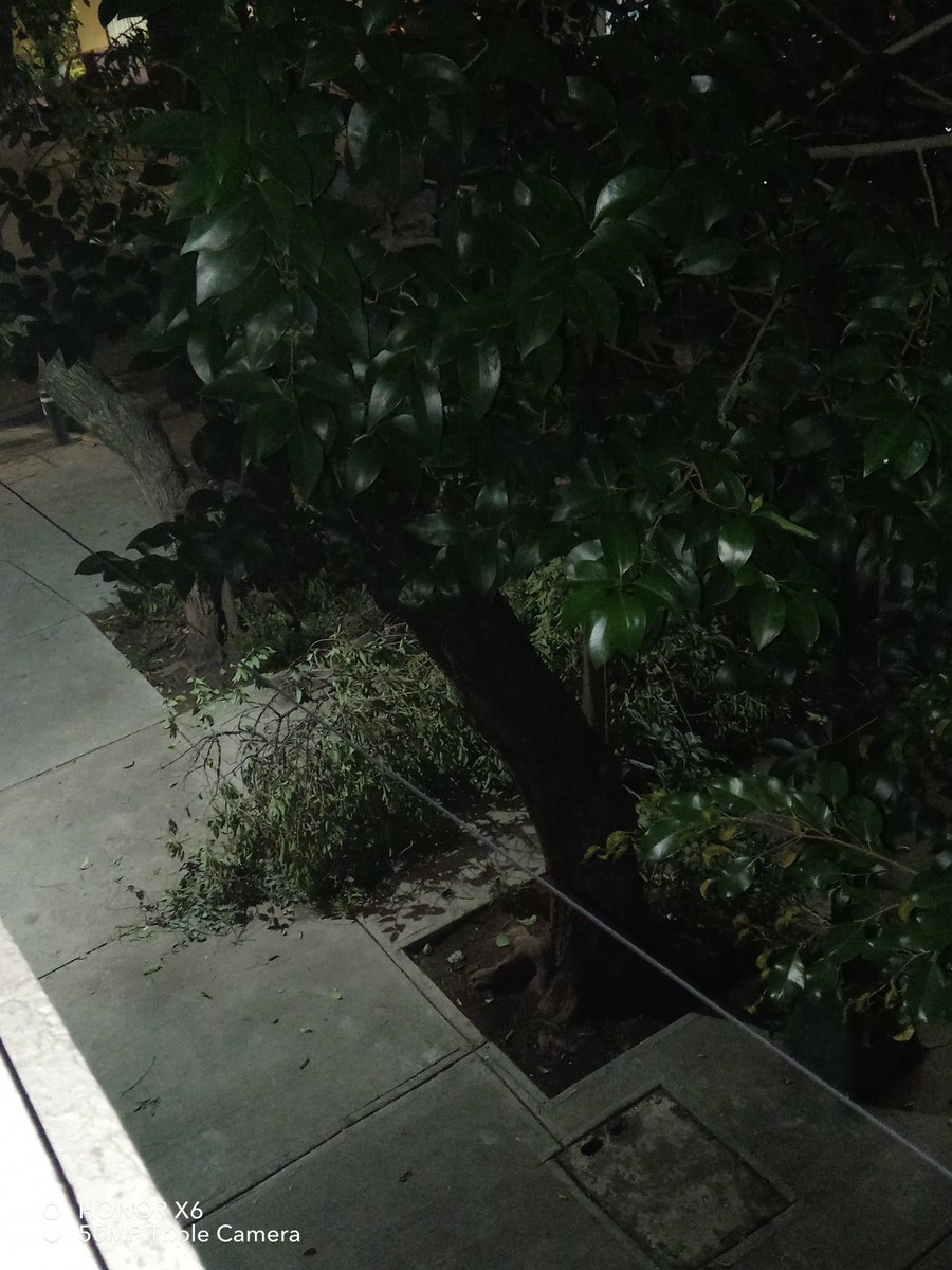 Jess00747874's tweet photo. @BJAlcaldia Ojalá pudieran venir a Diagonal San Antonio esquina con Tajín, ya que hay mucha basura de las palmeras, que se caen, al igual que se han caído ramas grandes de los árboles por las lluvias y esto causa que las coladeras se tapen, aún cuando se barre a  diario la banqueta. https://t.co/nJUTjaIjdm