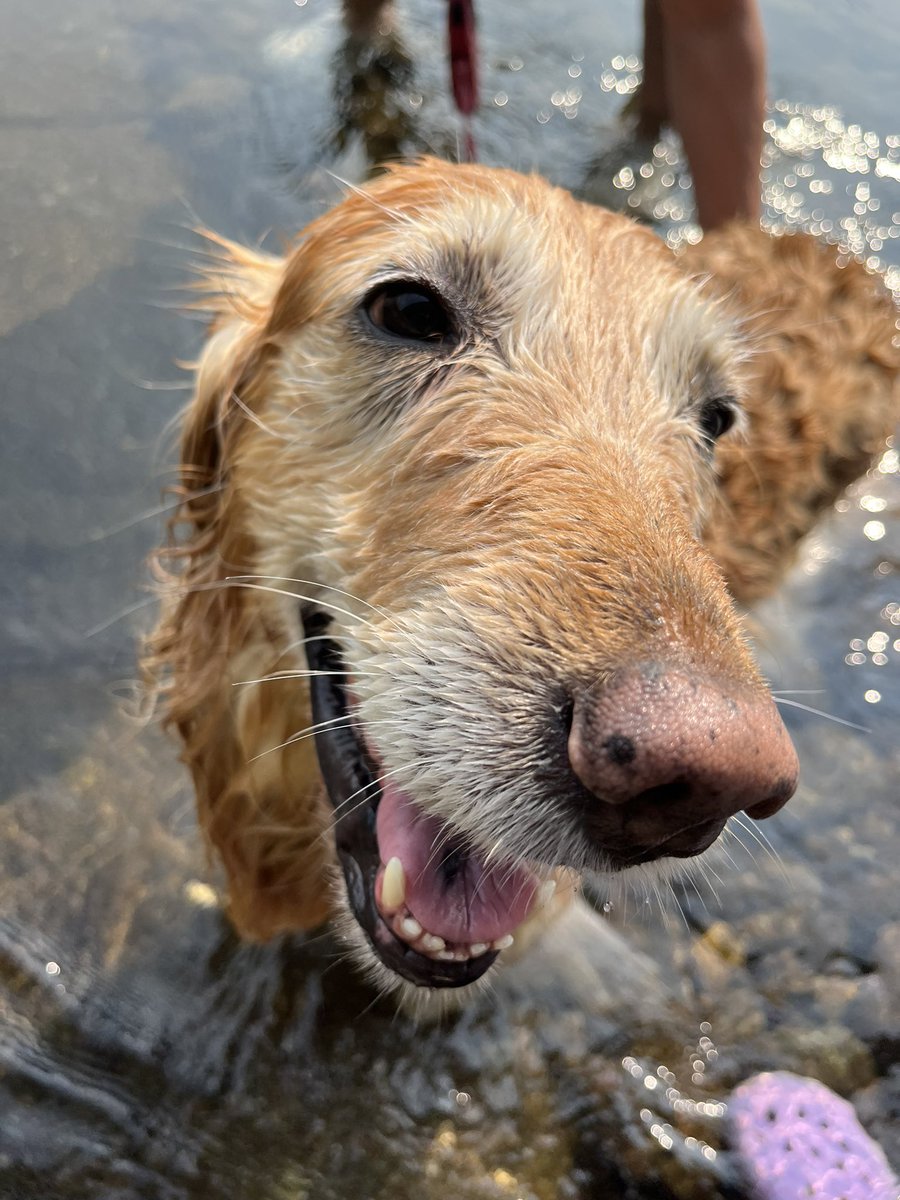 MomoFuto13's tweet photo. 水遊びした😆
冷たくて気持ちよかった😆

#北海道
#ゴールデンレトリバー
#犬好きさんと繋がりたい
#暑ーい
#犬のいる暮らし https://t.co/VTHm6kvzIn