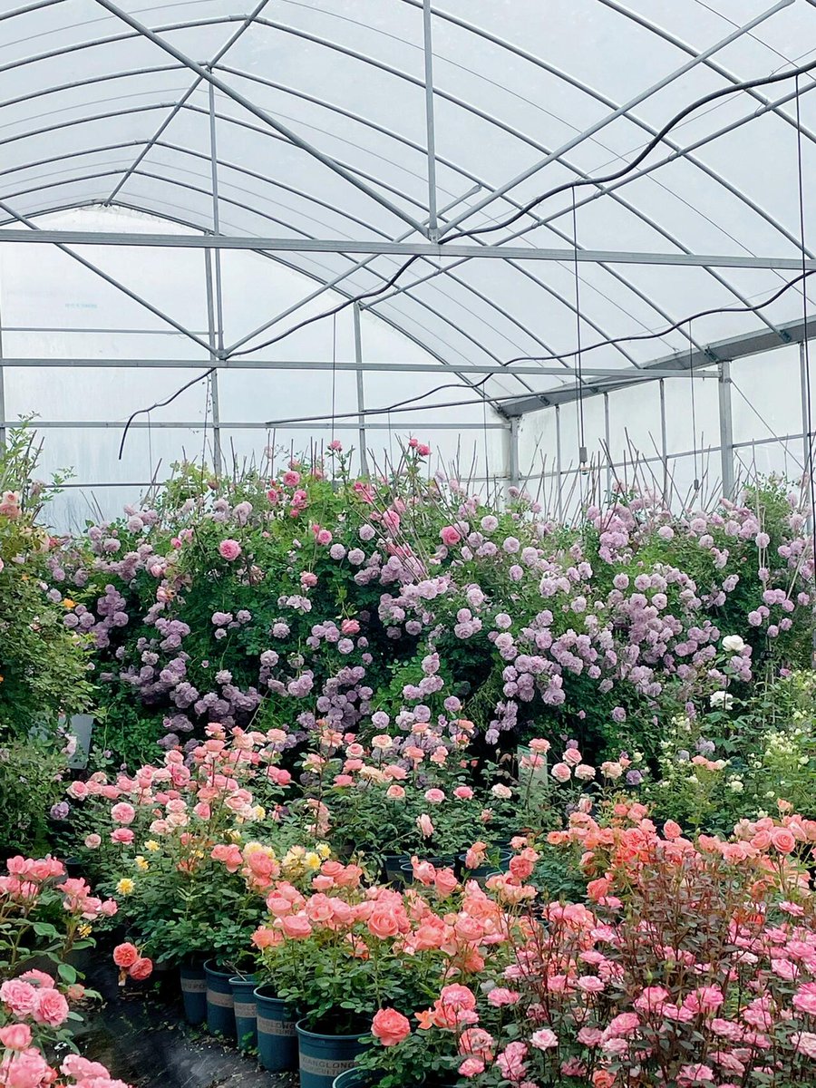 hapite's tweet photo. In joy or sadness, flowers are our constant friends.💐🤗 https://t.co/DLQxd8Pbau