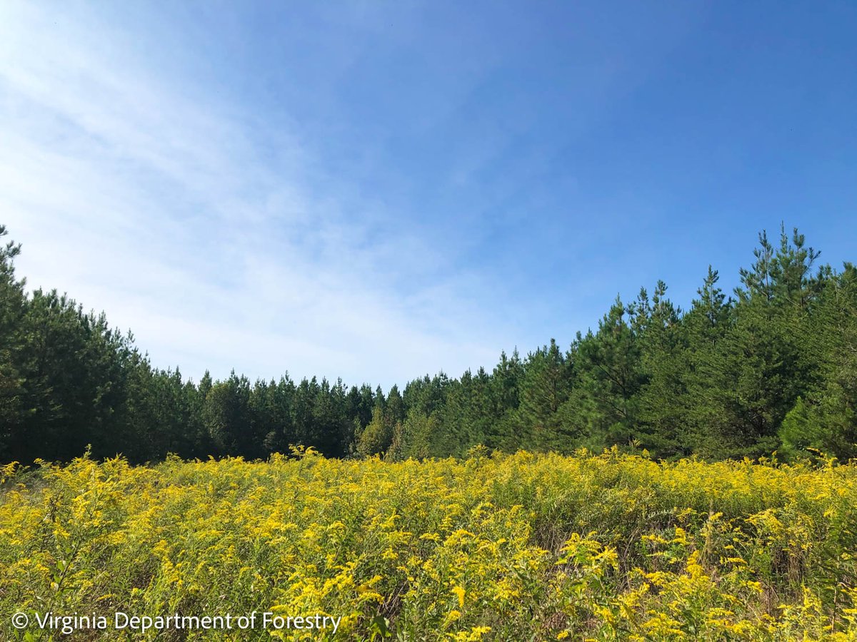 VirginiaDCR's tweet photo. Virginia Land Conservation Foundation funded project: Charlotte State Forest @ForestryVA
🌳 Protects 5,004 acres: loblolly pine plantings, mature hardwood stands, native mixed-pine stands & forested wetlands.
Story Map on 25 #VLCF projects over 25 years: https://t.co/FIsmGdjg3M https://t.co/Hk5jL1uUXj