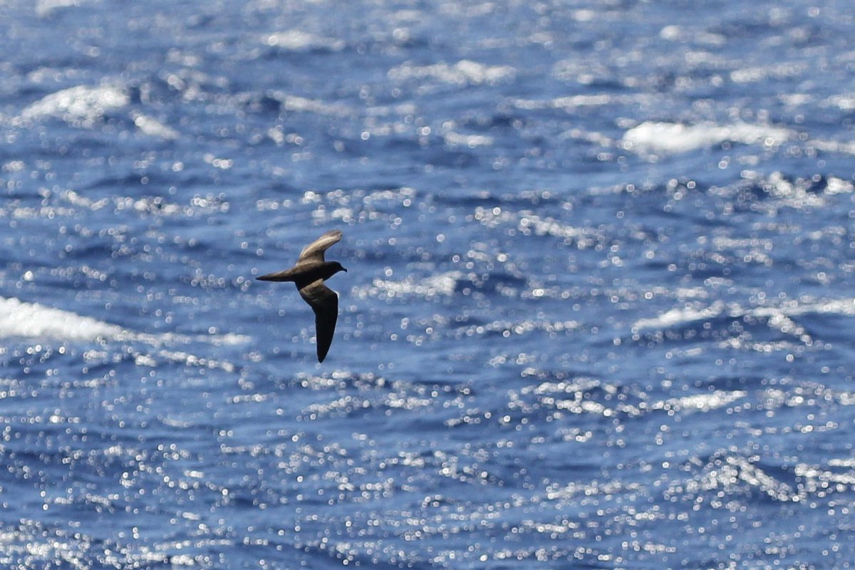Some of the birding highlights from a June-July 2024 trip to Madeira: Madeira Firecrest, Trocaz Pigeon, Madeira Chaffinch and Bulwer’s Petrel: