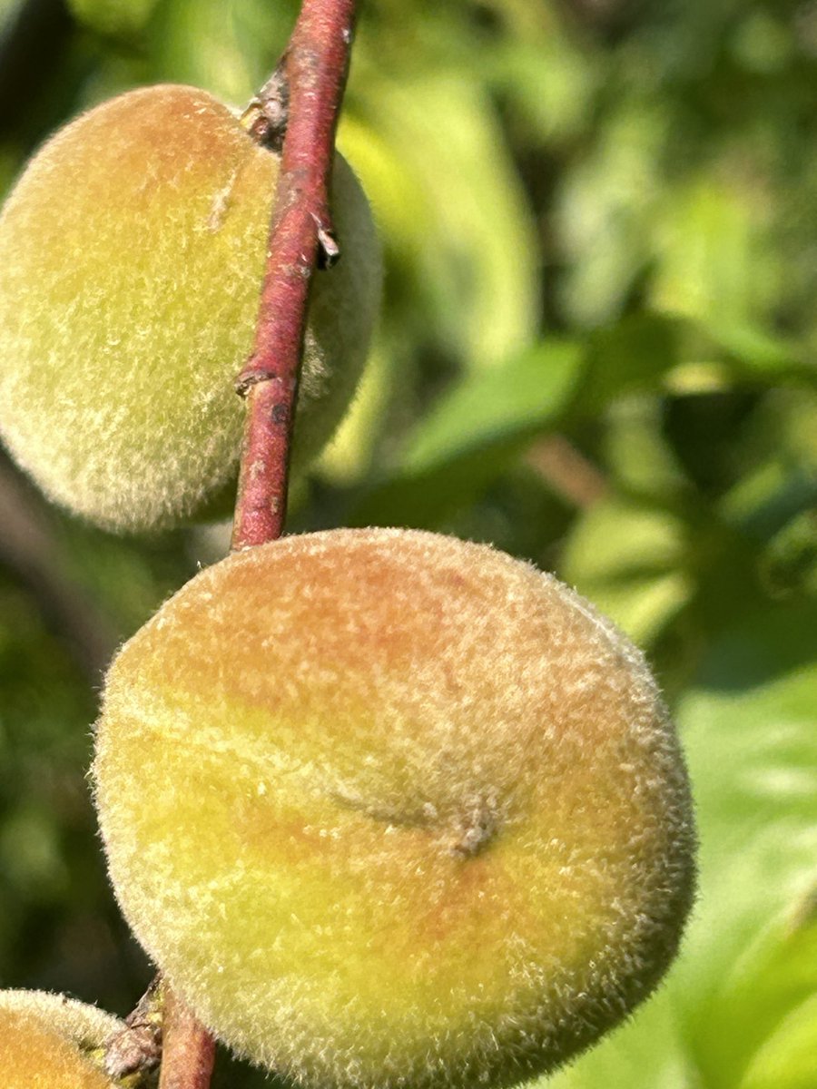 BirdAndGarden's tweet photo. My #elberta #peaches and my #nectarines are coming along nicely this season #home #orchard #growyourown #fruit #summer #nature #CT https://t.co/wX0RIX66A4