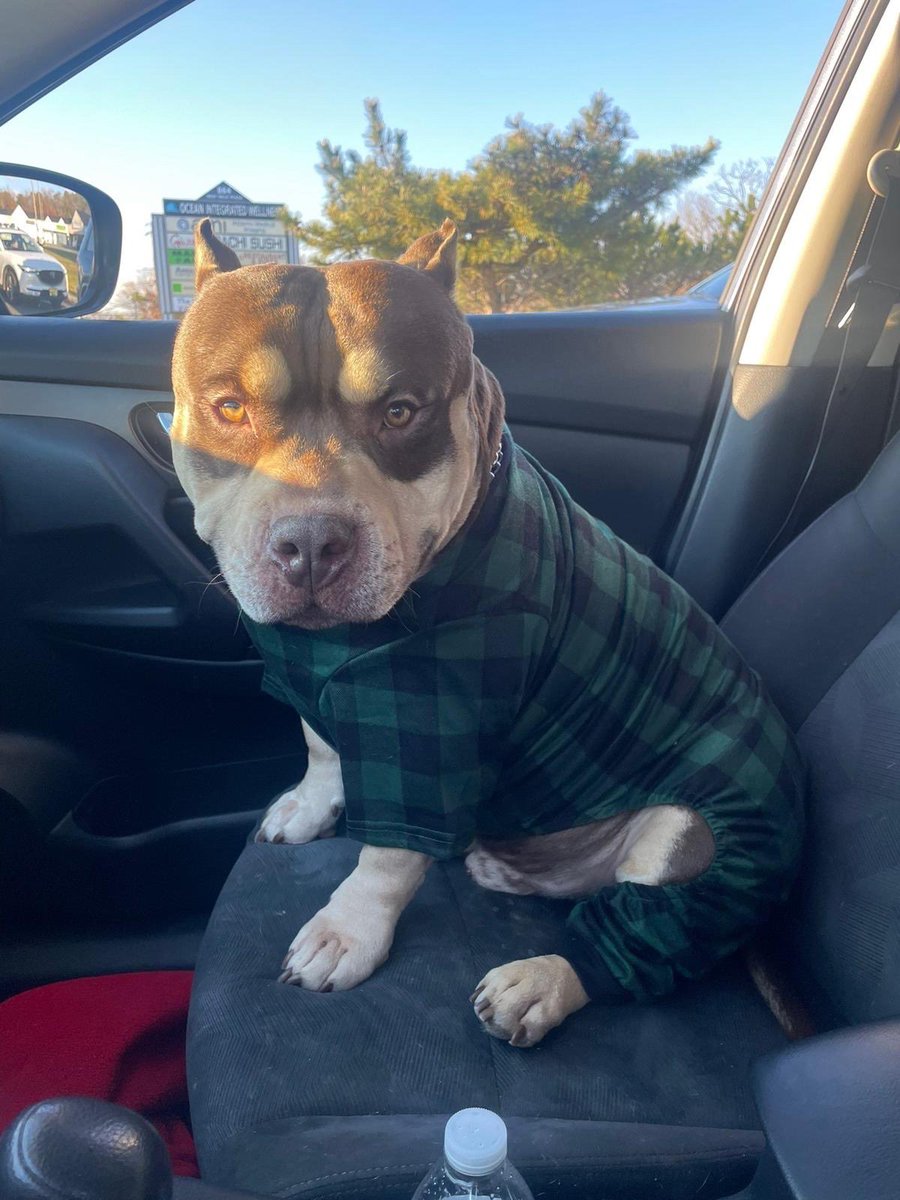 WeRateDogs tweet media