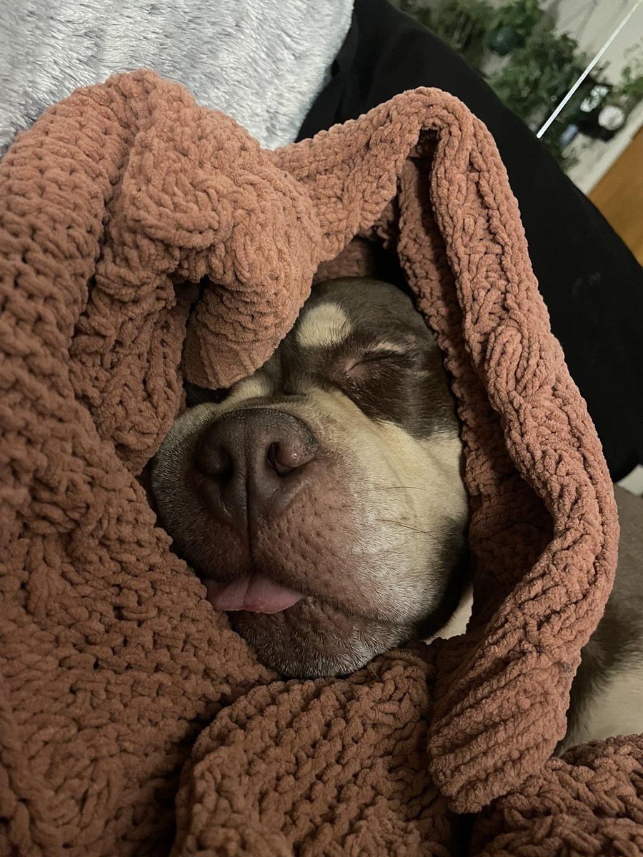 This is Fatman. He has an outfit for every occasion. Sometimes that outfit is a cozy blanket. But he still pulls it off. 12/10