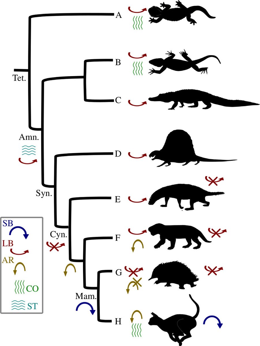 Royal Society Publishing (@rsocpublishing) on Twitter photo Origins of mammalian vertebral function revealed through digital bending experiments:
ow.ly/Jrni50SCaL6 #ProcB #OpenAccess <a href="/Kjonesthebones/">Katrina Jones</a> <a href="/MCZpaleo/">MCZ Paleontology</a> #biomechanics #evolution Origins of mammalian vertebral function revealed through digital bending experiments:
ow.ly/Jrni50SCaL6 #ProcB #OpenAccess <a href="/Kjonesthebones/">Katrina Jones</a> <a href="/MCZpaleo/">MCZ Paleontology</a> #biomechanics #evolution