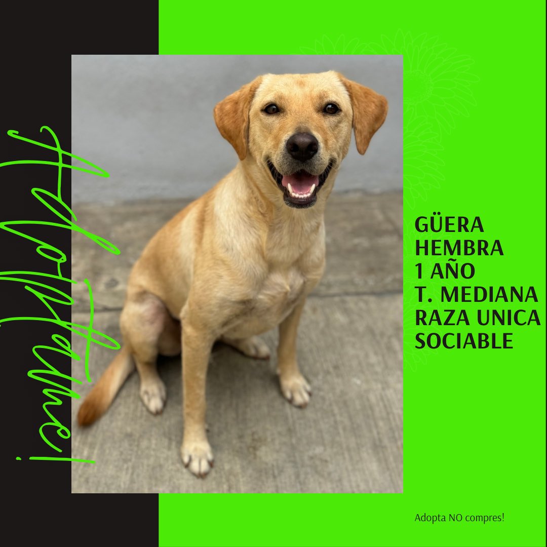 Esta pequeña hermosura es GÜERA, tiene un año, es tamaño mediana. Es una perrita juguetona y muy entendida. Super amorosa con niños y sociable con perritos. Buscamos una familia que la ame incondicionalmente! 

llena encuesta aqui:

https://187.178.255.76/index2.php