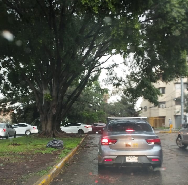 muralcom's tweet photo. Reportan dos árboles caídos en López de Legaspi, casi llegando al Teatro Galerías.
#TormentaGDL https://t.co/GKQ0IJoiHL