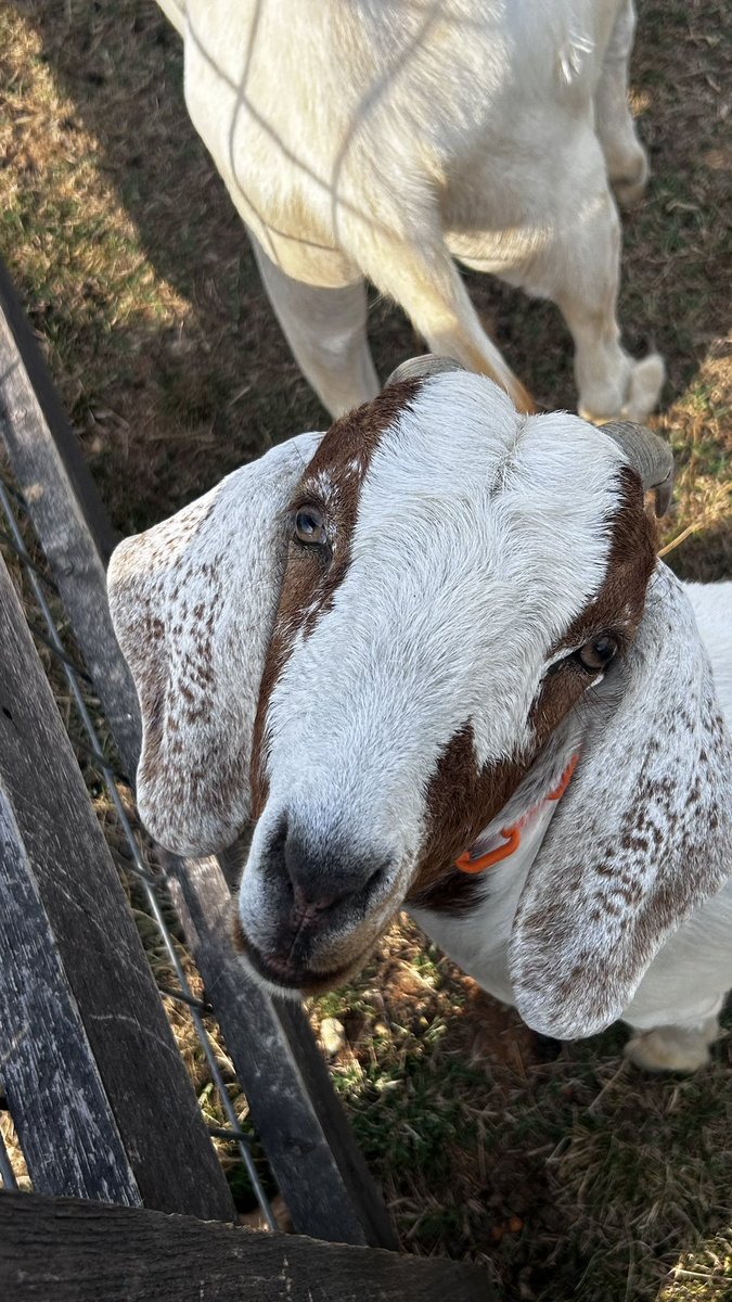 Golf & Science & Bulldogs tweet media