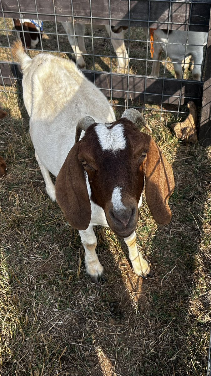 Golf & Science & Bulldogs tweet media