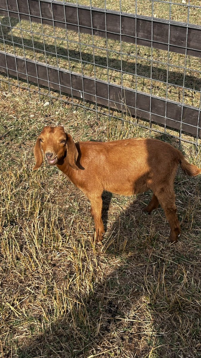 Golf & Science & Bulldogs tweet media