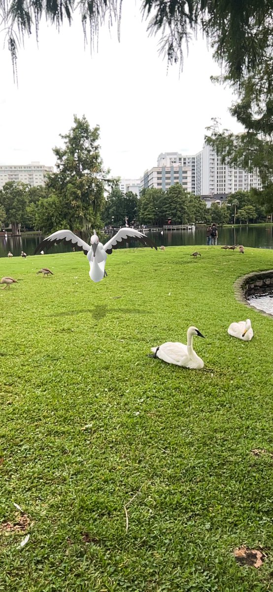 Tackleman121's tweet photo. Shiny, both in game and IRL #PokemonGO https://t.co/WCnx5Ng52D