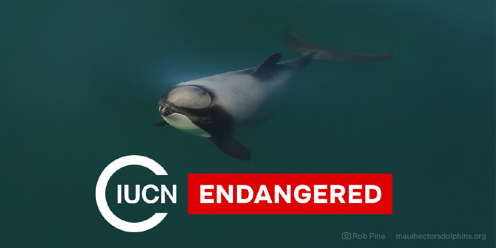 There were 567 vaquita in the Gulf of Mexico in 1997. Now there are only 10-13.
There were several hundred Māui in the 1980s. Now there are fewer than 50.
Join us to fight extinction. Stop the fishing industry killing dolphins.
givealittle.co.nz/cause/help-pro…
