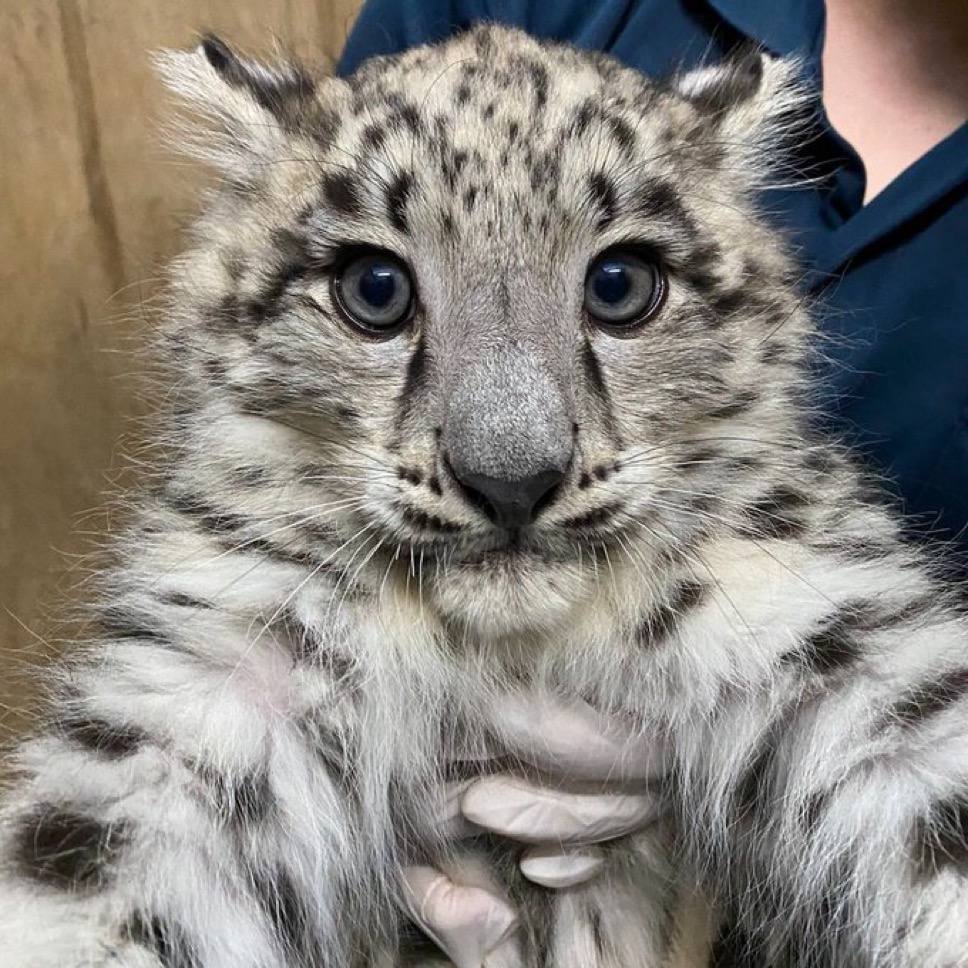 snepreactions's tweet photo. gripped unexpectedly #confused #displeased #snowleopard https://t.co/Aa62wXhdjY