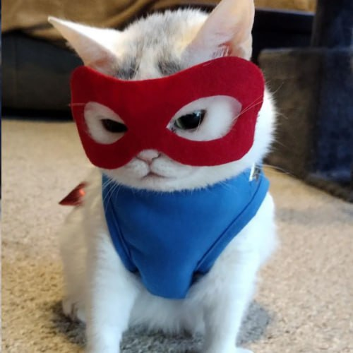 supisolcto's tweet photo. $supi supa cute https://t.co/YHHrA40m4Z