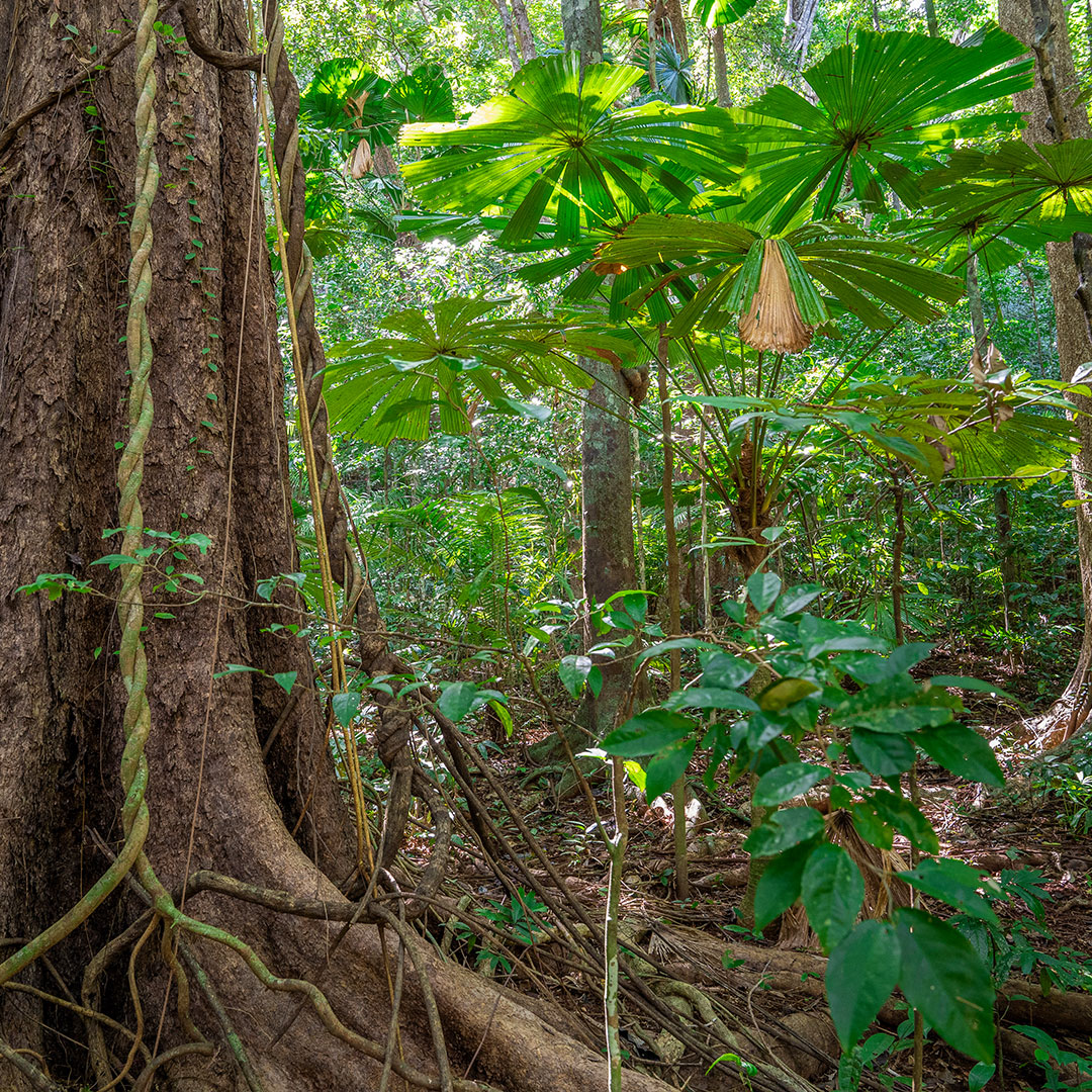 RFR_AU's tweet photo. The #Daintree is of the most ancient #rainforests on the planet - as old as 180 million years!
It's also known as an old growth rainforest - full of complexity and #biodiversity ๐ณ which new growth forests lack ๐ฑ
Learn more online: https://t.co/cXI8tGiyBU
#TreesAreTheAnswer https://t.co/kYxn1eAUfP