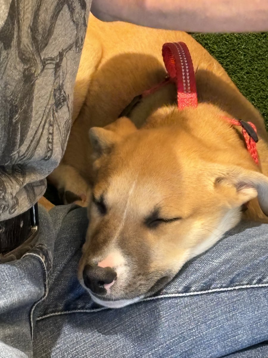 susanhiland's tweet photo. Puppy Paw-looza is pawsitively perfect! ❤️ing some pups up for adoption at #NSPRA2024! I have Diego ⁦@MrsRachelBowers⁩ holds Bonnie! 🐶 #Furbreak ⁦⁦@NKCSchools⁩ https://t.co/a9F2Osdh5B