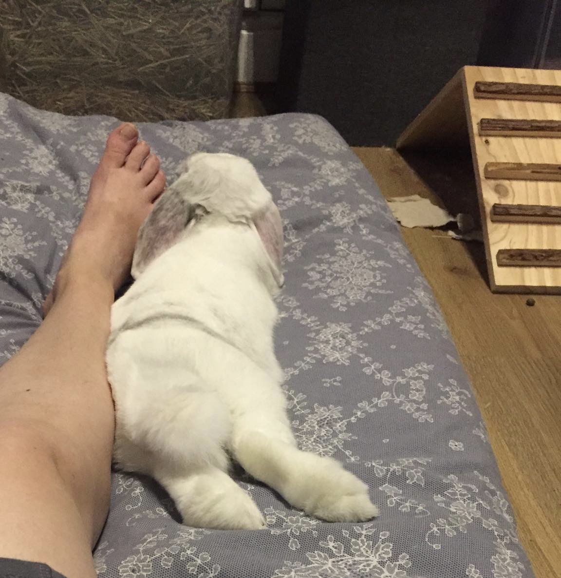 maidstone881's tweet photo. @ShouldHaveCat My rabbit (who think she’s a cat) does the same https://t.co/MHHZ083GQ6