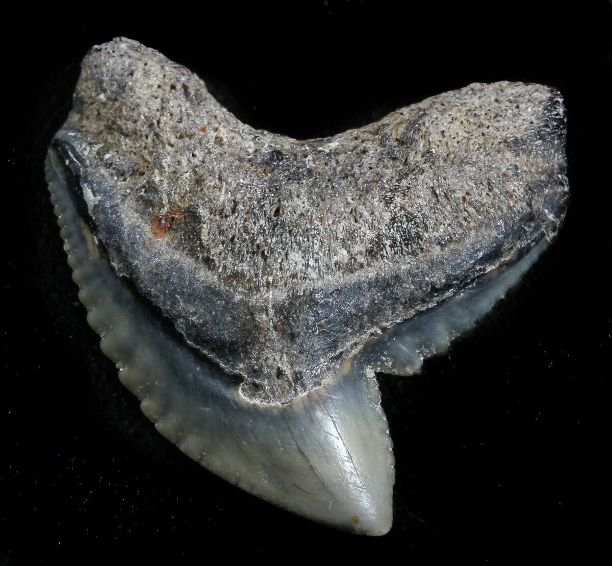 mcmsharksxx's tweet photo. If you said this week's #SharkToothTuesday belonged to a tiger shark (Galeocerdo cuvier), you got it! #scicomm 

Si dijiste que el #DientesDeTiburon de esta semana perteneció a tiburón tigre (Galeocerdo cuvier) ¡estas correcto! #comunicaciencia https://t.co/UtfasnwSuL