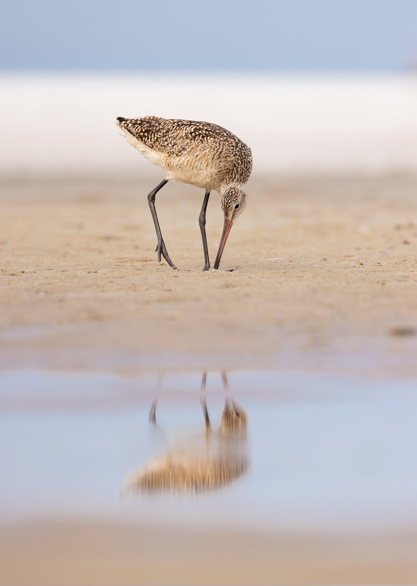 SimplyHook3d's tweet photo. Beach bums #shotoncanon #wildlifephotography #canonusa #natgeo ##canonphotography #PhotoMode #photooftheday #beachday https://t.co/qnjshTH56x