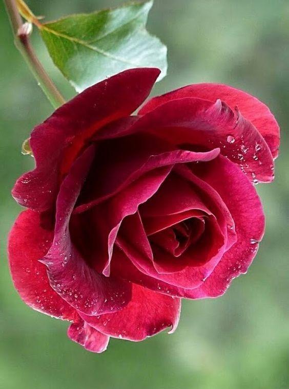 ميراء tweet media