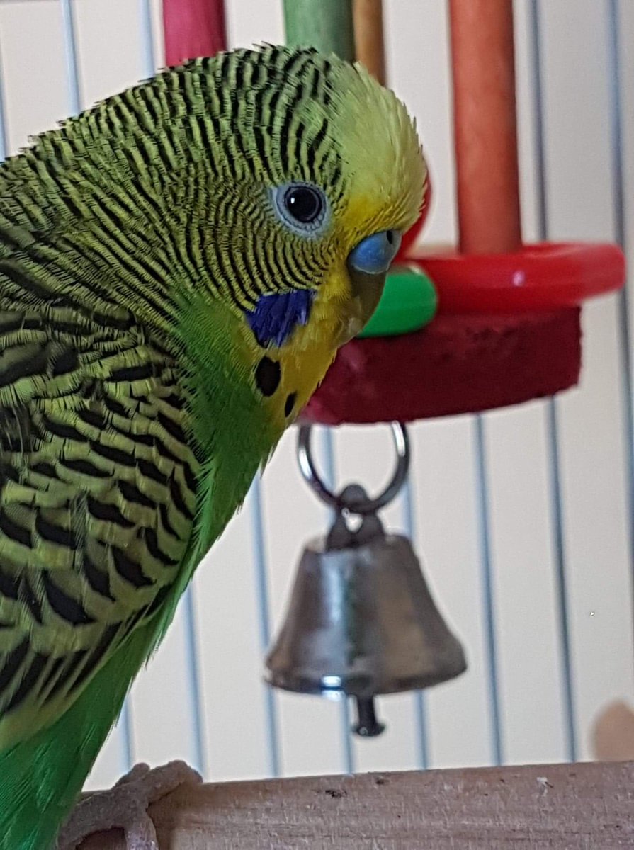 Erica Shepard (@ericaproud) on Twitter photo Hello <a href="/1pcornwell/">Patricia Cornwell</a> ! Her are 2 photos of my budgie, sir Budginald ‘Jorah’ McTweeterson, to cheer you up! We both wish you a speedy recovery ❤️ Hello <a href="/1pcornwell/">Patricia Cornwell</a> ! Her are 2 photos of my budgie, sir Budginald ‘Jorah’ McTweeterson, to cheer you up! We both wish you a speedy recovery ❤️