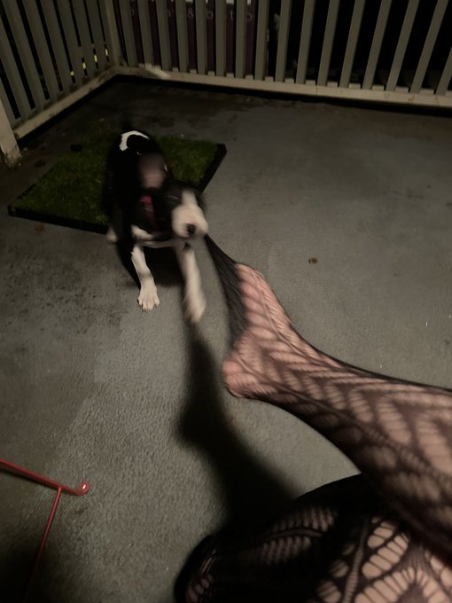 stocking stealing cryptid spotted!! https://t.co/wGRZyq3wQk