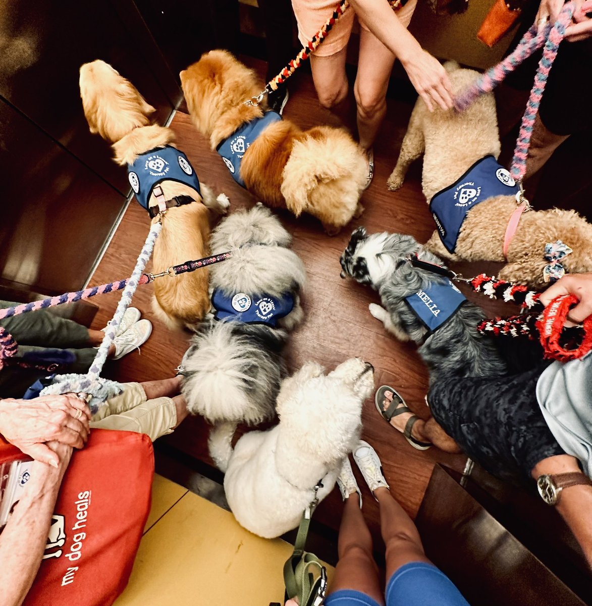 KReinholz987's tweet photo. This pup has been volunteering a lot this summer!

Bringing so much happiness to everyone he meets!

#Gunner #Therapy #PetMe #Volunteer #LOAL https://t.co/9vOE9EKOgD