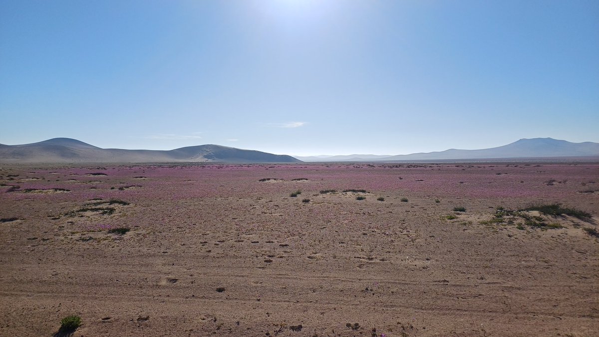 AnyMeV's tweet photo. En estos días, la "pata de guanaco" adorna nuestro  #DesiertoFlorido , anticipando su floración. 🏜🌸
#Copiapó #RegiónDeAtacama 🧵 https://t.co/al34lvg77Z