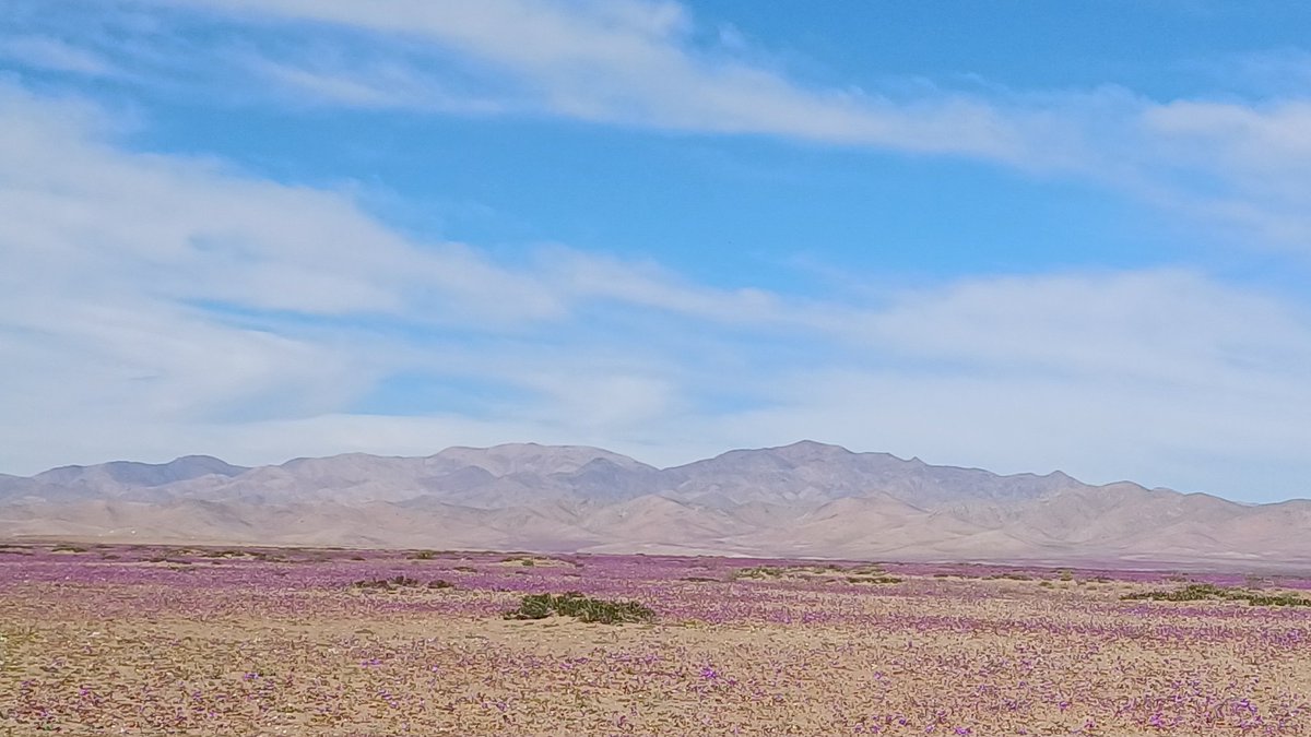 AnyMeV's tweet photo. En estos días, la "pata de guanaco" adorna nuestro  #DesiertoFlorido , anticipando su floración. 🏜🌸
#Copiapó #RegiónDeAtacama 🧵 https://t.co/al34lvg77Z