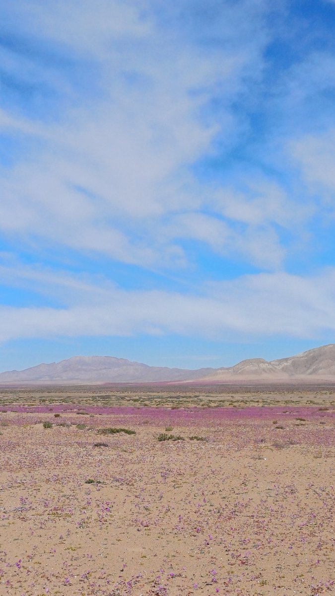 AnyMeV's tweet photo. En estos días, la "pata de guanaco" adorna nuestro  #DesiertoFlorido , anticipando su floración. 🏜🌸
#Copiapó #RegiónDeAtacama 🧵 https://t.co/al34lvg77Z