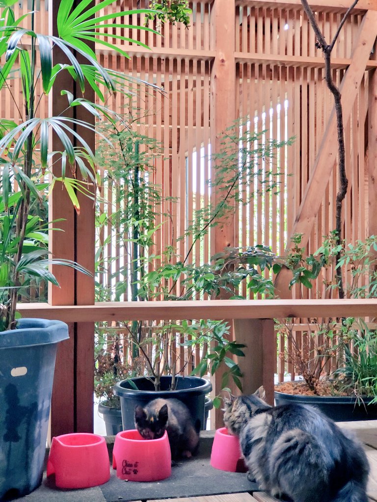 G3S5172's tweet photo. 新しい仲間が来て、
朝は少し賑やかに(　・∋・)
#猫 https://t.co/yKzzJCFfSD