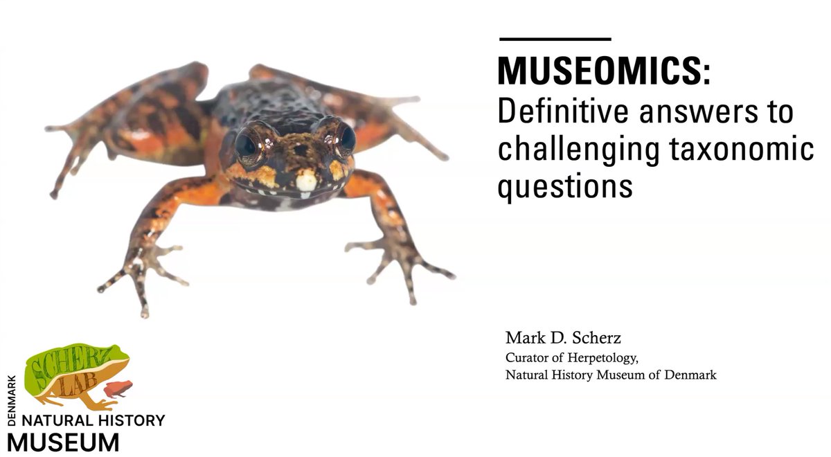 Dr Tiffany Kosch 👩🔬 🤿🐸🧬 (@takosch) on Twitter photo This week the AGC hosted an excellent seminar by Mark Scherz <a href="/MarkScherz/">Dr Mark D. Scherz</a>, the Curator of Herpetology at the Natural History Museum of Denmark.
You can watch Mark's talk and the many others we have lined up for the year by joining the AGC at go.unimelb.edu.au/k2ss This week the AGC hosted an excellent seminar by Mark Scherz <a href="/MarkScherz/">Dr Mark D. Scherz</a>, the Curator of Herpetology at the Natural History Museum of Denmark.
You can watch Mark's talk and the many others we have lined up for the year by joining the AGC at go.unimelb.edu.au/k2ss