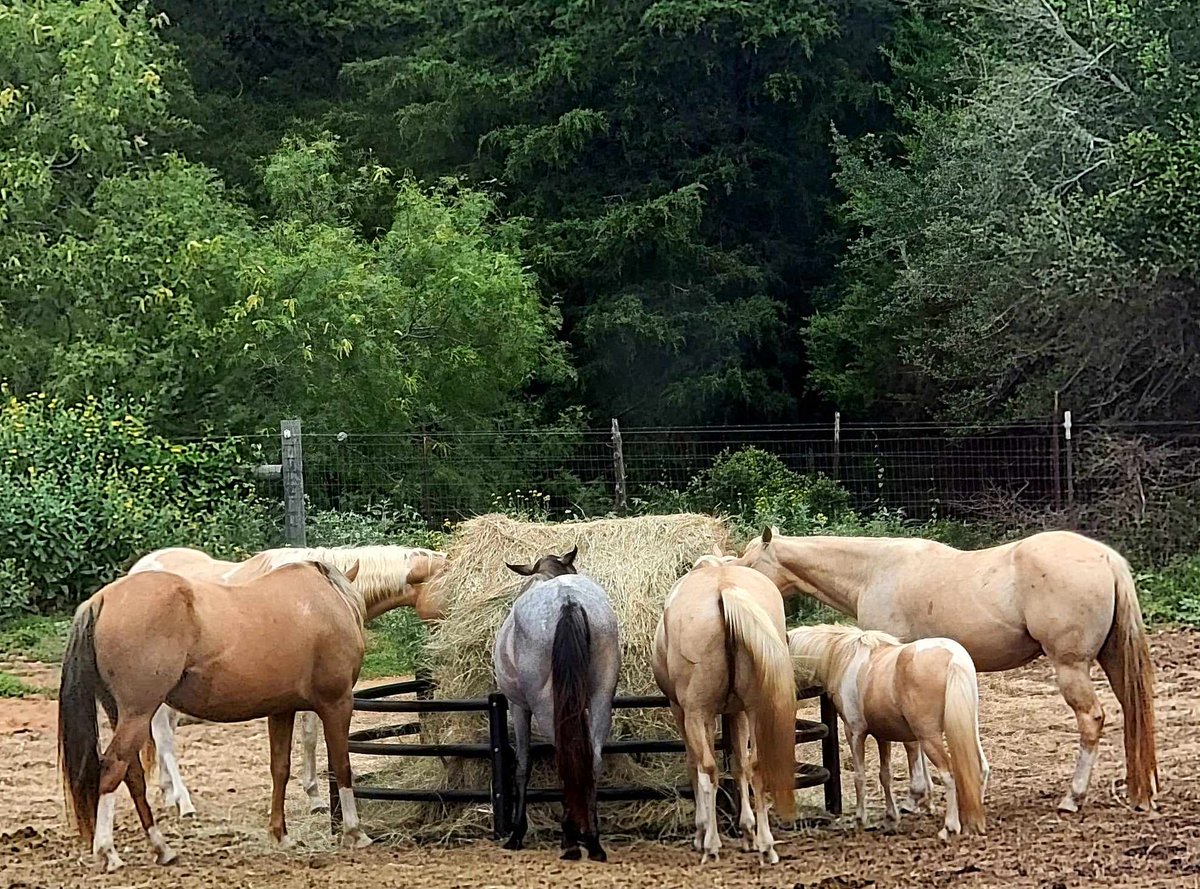 PRRHorseRescue's tweet image. Thank you all who helped me with this last (6) round bale fundraiser! We have some very, very happy horses today. 

Have a good day friends. 

Linktr.ee/PRRHR 

#happyday #happyhorses #horselovers #love #horserescueandsanctuary  #supporthorserescue #thankyouforyoursupport