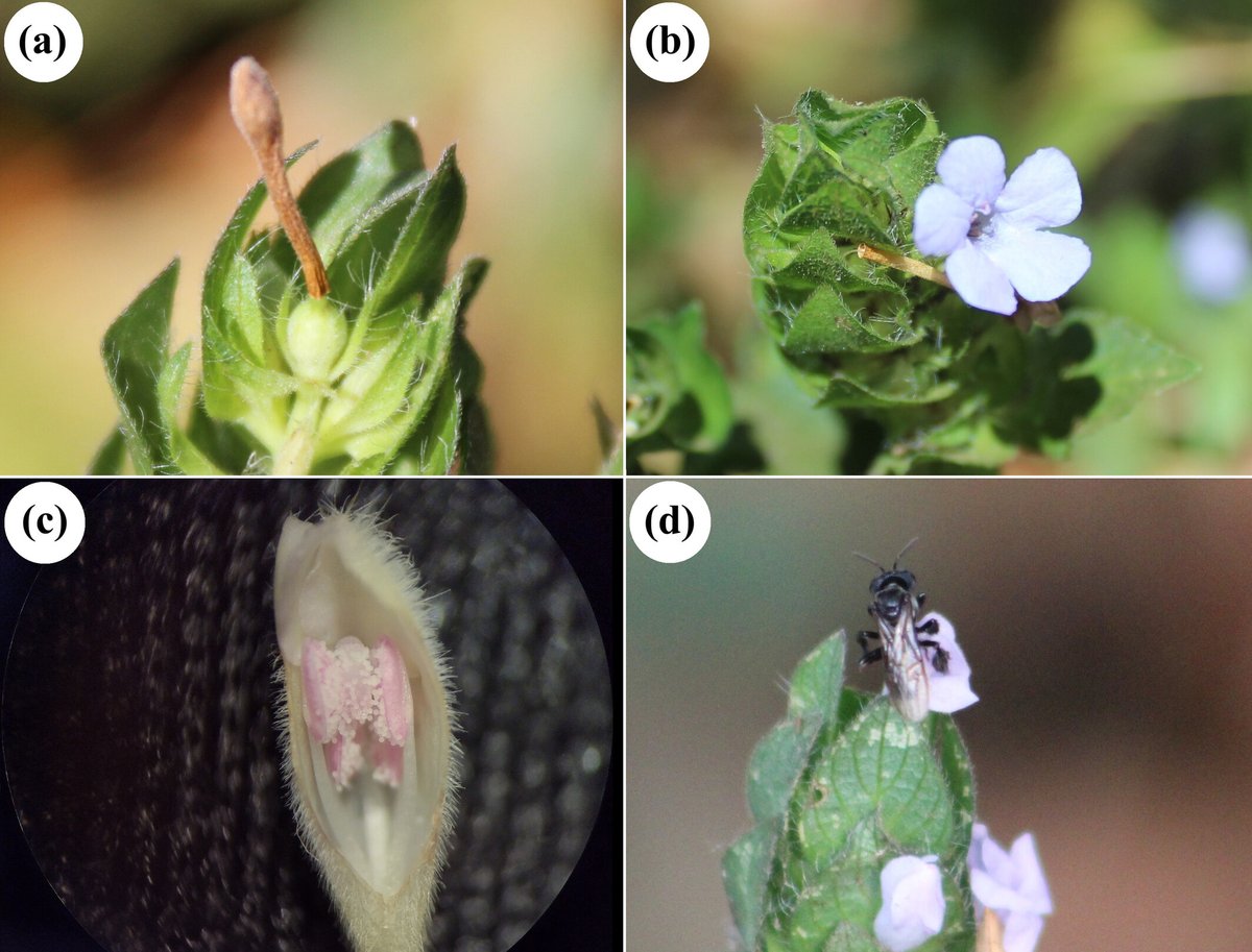 Este estudo em #AustralEcology confirma a presença de cleistogamia em R. blechum; uma estratégia de acasalamento mista de flores permanentemente fechadas, sementes por autopolinização, e flores abertas, polinização cruzada. bit.ly/3zFX1HL <a href="/EcolSocAus/">Ecological Society of Australia</a> <a href="/WileyEcolEvol/">Wiley Ecology & Evolution</a>
