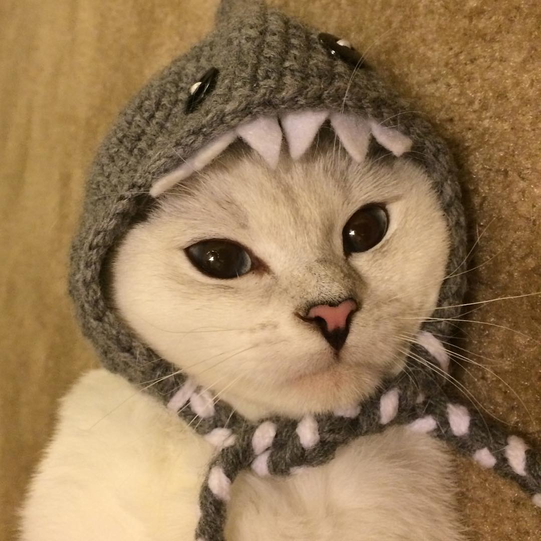 Claws out against cancer!!  We are helping pet owners with <a href="/cutecatcoffee/">Mr.White Coffee Cat</a> 
We will be helping fund pet owners' vet bills.  The higher the MC we have the more we can help.  

$WCC