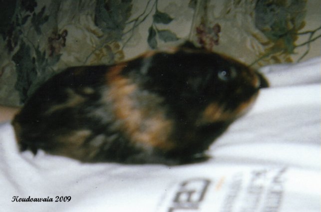 In light of #GuineaPigAppreciationDay
here are all the guinea pigs I used to have who are still very loved and missed. Sunset, Atomic Fireball, Vixen and Tigress. Bonus points if you've known me long enough to remember when I had AF and Vixen <3