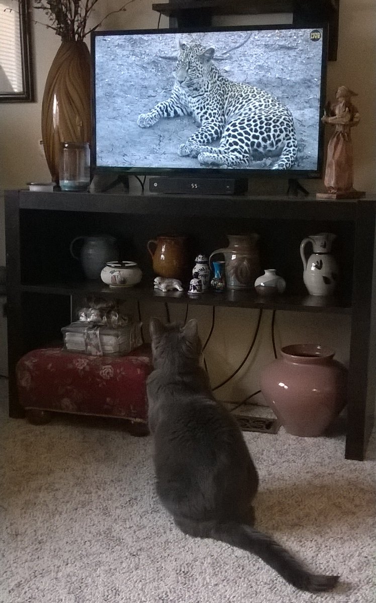 akim_eckert's tweet photo. Proud #ChildlessCatLady who's also #OverEducated
And guess what JD Vance? My vote counts and I'm voting #BidenHarris2024
Ladies! Feel free to post your cat pics.
Smart cats and cats with an attitude most welcome. https://t.co/yX4df81TpB