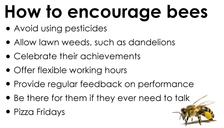 Some tips on how to encourage bees.