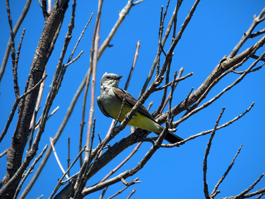 Writer_Alice's tweet image. Western Kingbird zipping around and catching insects over the Thunder Basin National Grassland.