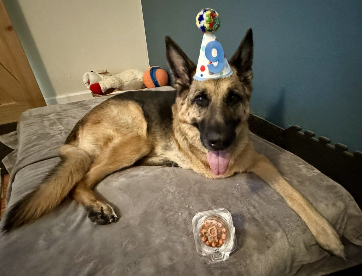 Ballwin_Cooper's tweet photo. #SammysStars Wednesday, July 17, is Schatzi’s 9th birthday.  Don’t worry, being a tripod won’t keep her from her enjoying the special made pupcake! @MichelleLiTV @reneknottsports @WthrmnSlaughter https://t.co/gPdZYhb579