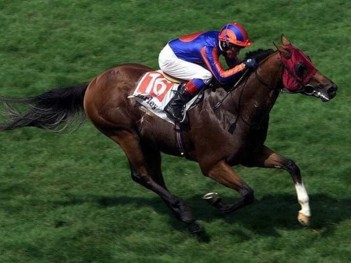 HORSERACING1002's tweet image. STRAVINSKY 🇺🇸 1996
(NUREYEV - FIRE THE GROOM BY BLUSHING GROOM)#Stravinsky