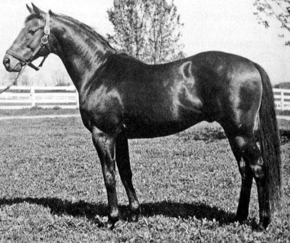 HORSERACING1002's tweet photo. GALLANT MAN 🇮🇪1954
(MIGOLI - MAJIDEH BY MAHMOUD)
#GallantMan
B/ Aga Khan(Ire) Mar 20, 1954
O/ Ralph Lowe
T/ John Nerud 
26-14-4-1---$510,355
Hibiscus S, Belmont S, Jockey Club Gold Cup, Travers S, Peter Pan H, Nassau County H. Hollywood Gold Cup, Sunset H, Metropolitan H.
2nd Kentucky Derby,  Trenton H, Wood Memorial S.
3rd Carter H. 
NAR Belmont 12f 2,26,⅗.
NTR Belmont 9f 1,47,⅕.
NTR Tropical Park 6f 1,09,⅖.
Stood at Spendtrifth Farm. 
Sired 498 foals, 331 winners, 52 sw, Avie, Coraggioso, Gallant Bloom, Gallant Romeo, 
Died Sep 7, 1988.