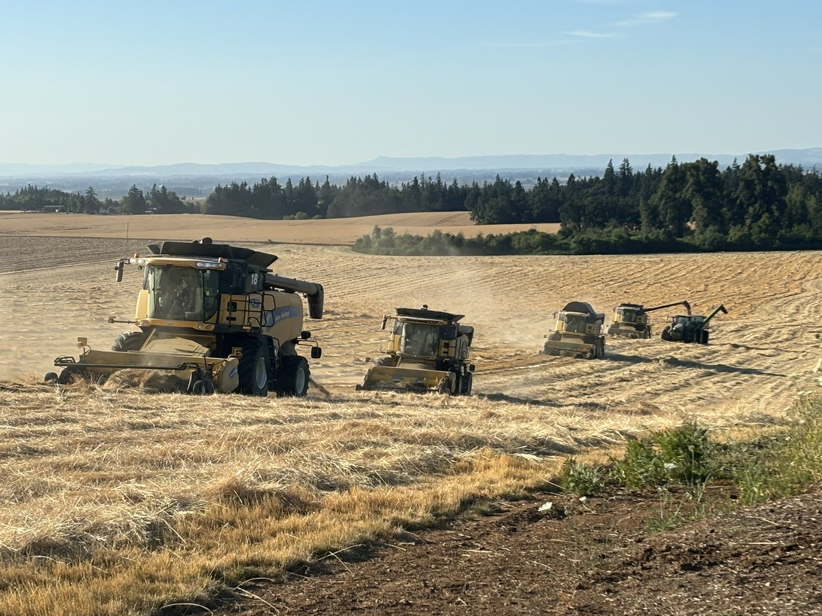 In the middle of seed harvest in the Willamette Valley of Oregon.  12 months of watering, spraying, fertilizing, roguing and praying…. And just like that, we’ll start all over again 😉
