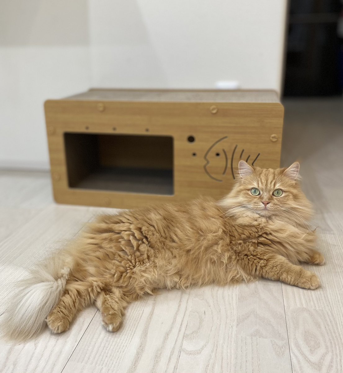 ナナブルーママ (@love_bule_7) / Posts / X